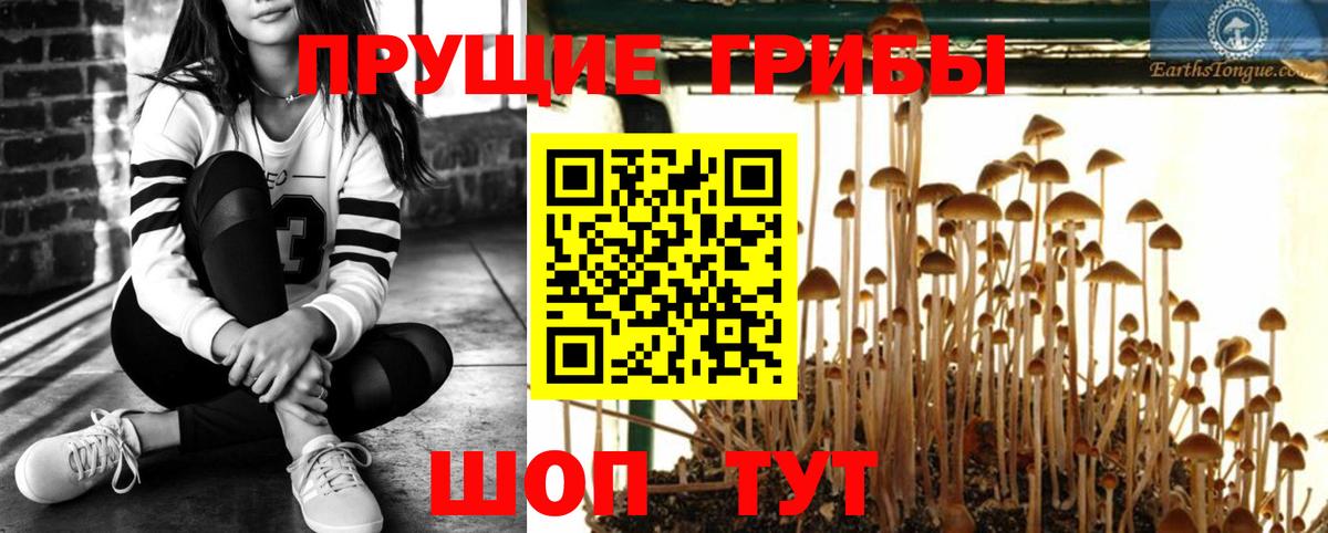 Гатчина  Псилоцибиновые грибы Psilocybe  Галлюциногенные грибы мицелий  Вход с VPN 